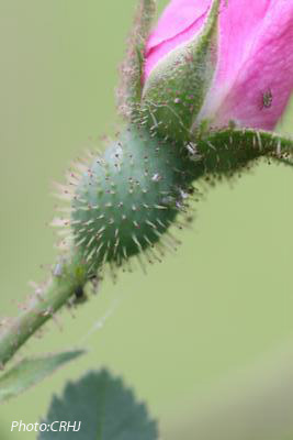 Hurdalsrosen. Photo: Camilla Hesby Johnsen